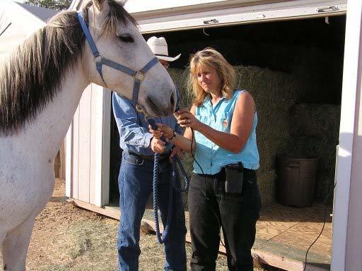 Equinoterapia: caballos que curan