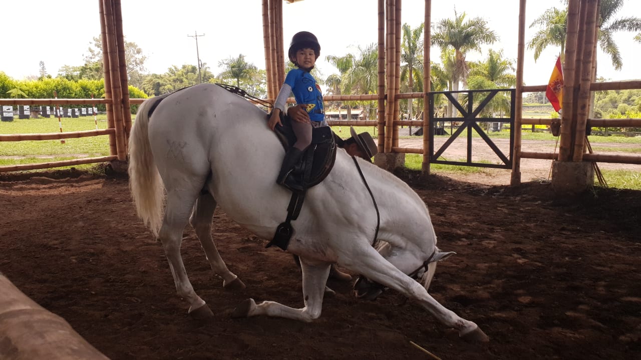 Equinoterapia: caballos que curan