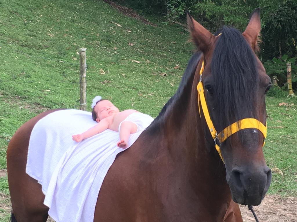 Equinoterapia: caballos que curan