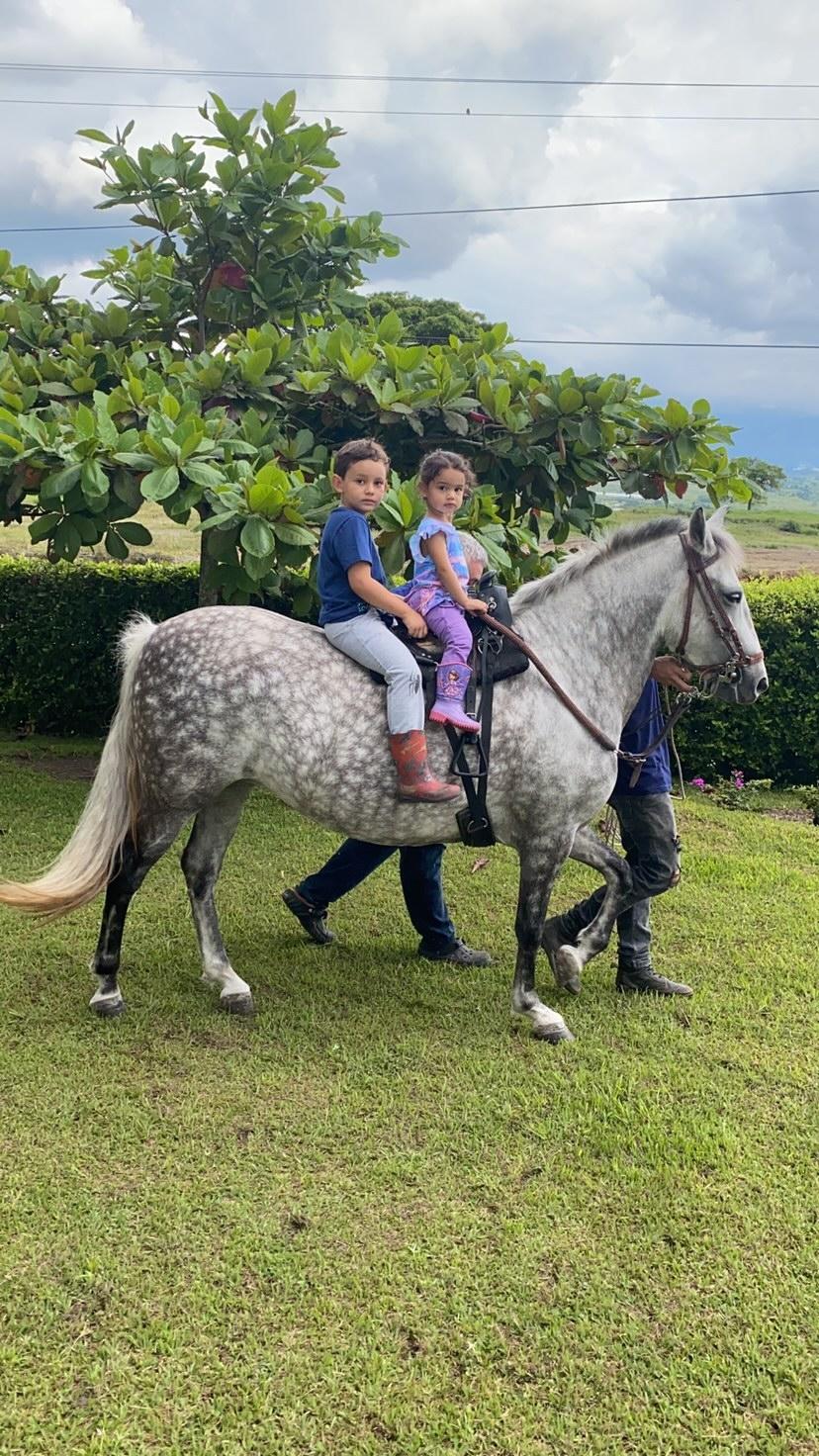 Equinoterapia: caballos que curan