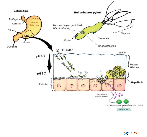 Página 7 del artículo científico sobre microbiota intestinal y Helicobacter pylori en niños (Ciencia Latina, 2023).